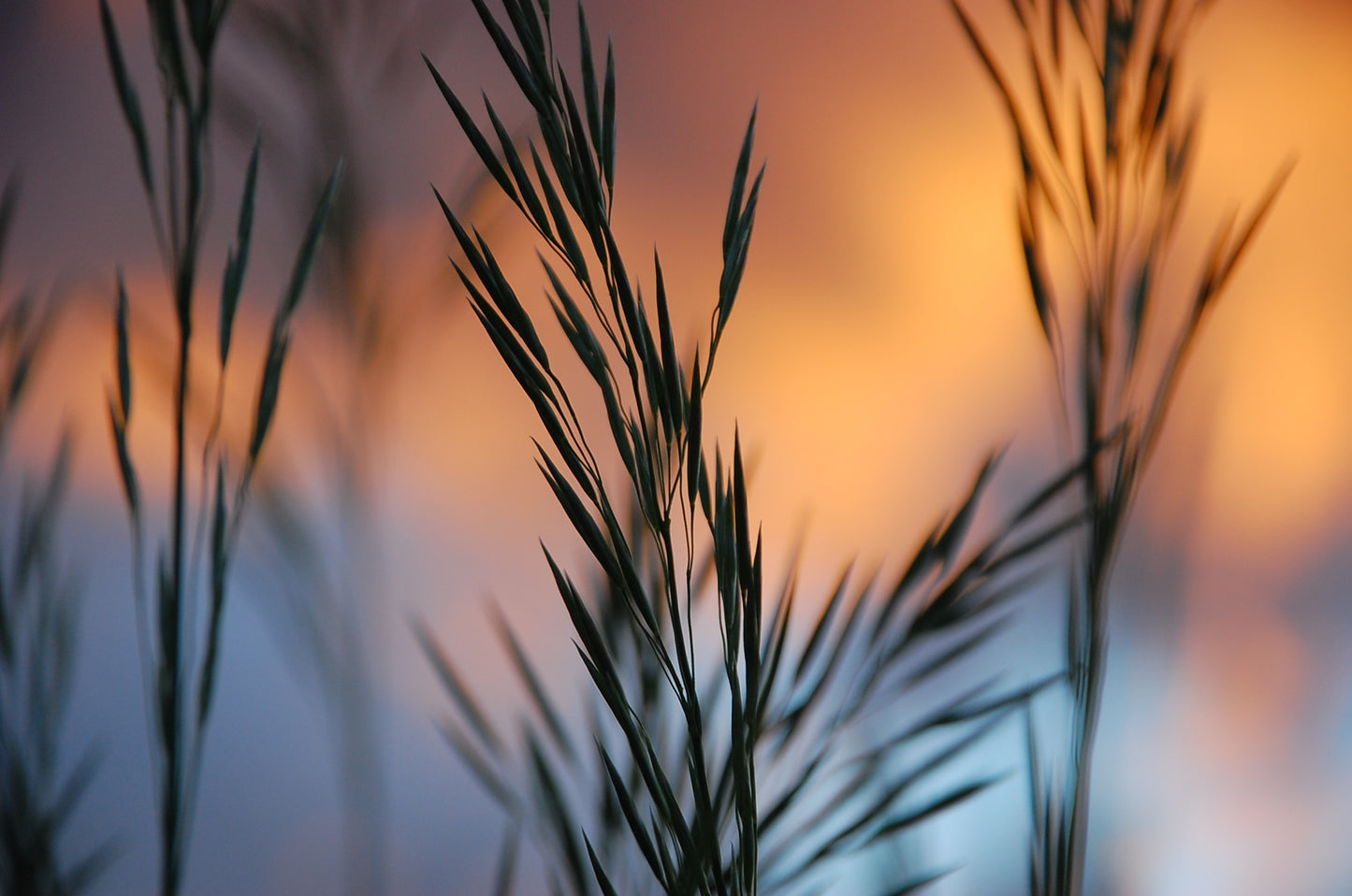 Meadow Grass at Sunset, 2025, photography, 20 x 16 in. / 50.8 x 40.64 cm.