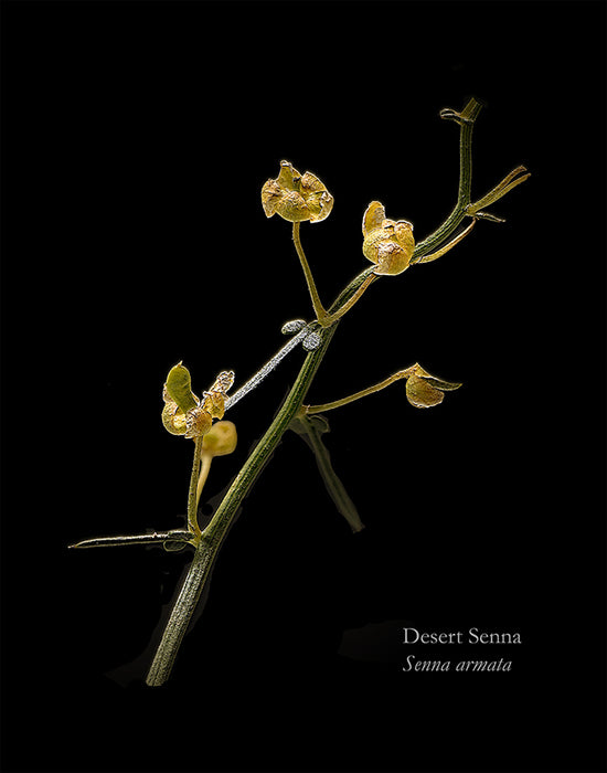 Desert Senna, 2023, archival pigment print, 20 x 16 in. / 50.8 x 40.64 cm.