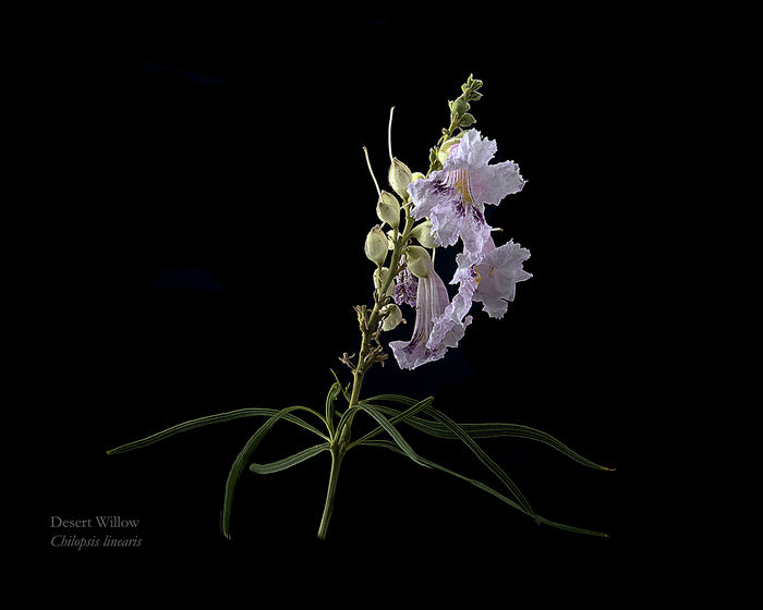 Desert Willow On Black, 2023, archival pigment print, 16 x 20 in. / 40.64 x 50.8 cm.