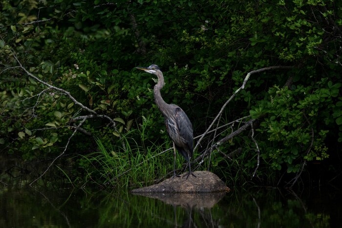Dramatic Heron, 2022, photography, 16 x 20 in. / 40.64 x 50.8 cm.