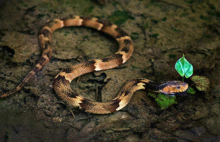 Endless Forms Most Beautiful, 2017, archival pigment print, 11 x 7 in. / 27.94 x 17.78 cm.