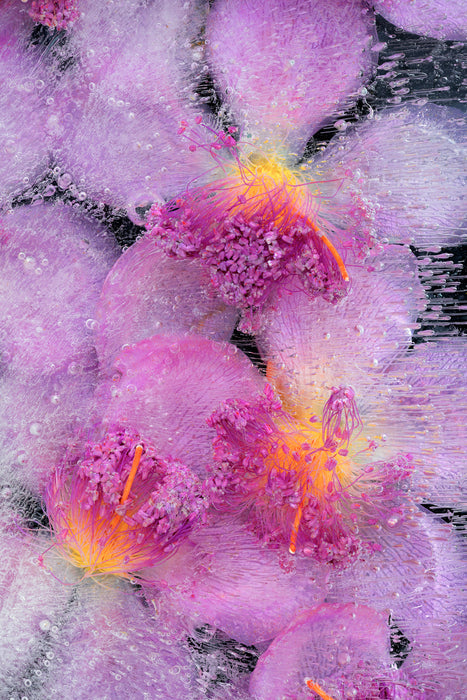 Frozen Achiote Flowers, 2021, photography, 16.5 x 10.5 in. / 41.91 x 26.67 cm.