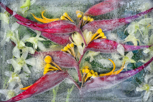 Frozen Red Heliconia, 2021, digital photography, 17 x 11 in. / 43.18 x 27.94 cm.