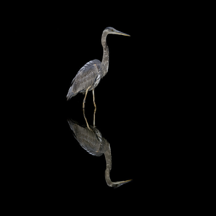 GBH Reflection, 2022, photography, 12 x 12 in. / 30.48 x 30.48 cm.