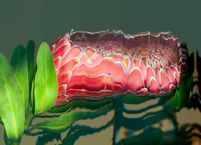 Garden Electric - King Protea, 2024, scanographic photography, 24 x 18 in. / 60.96 x 45.72 cm.