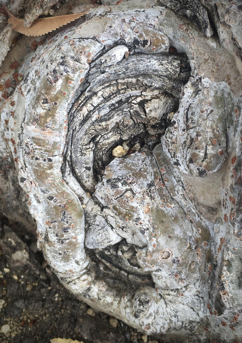 Hidden Tree Creatures - Alien, 2021, photography, 11 x 8.5 in. / 27.94 x 21.59 cm.