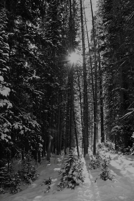 Winter Sunbreak, 2023, archival pigment print, 16 x 24 in. / 40.64 x 60.96 cm.
