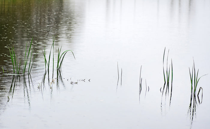 I Sing of Myself, 2020, archival pigment print, 11 x 14 in. / 27.94 x 35.56 cm.