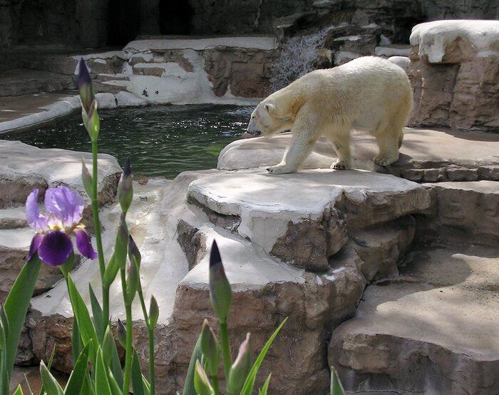 Ice, 2019, photography, 16 x 20 in. / 40.64 x 50.8 cm.