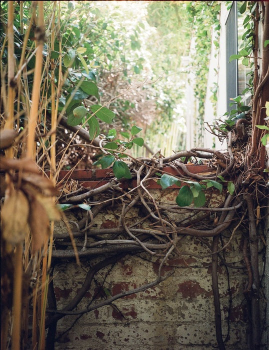 Secret Garden, 740 Laurel, 2019, analog photography, 40 x 30 in. / 101.6 x 76.2 cm.