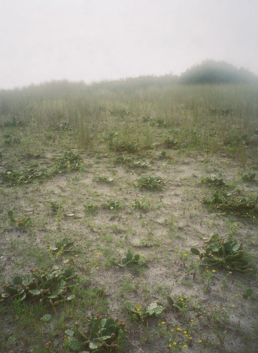 Late Summer, 2007, photography, 40 x 30 in. / 101.6 x 76.2 cm.