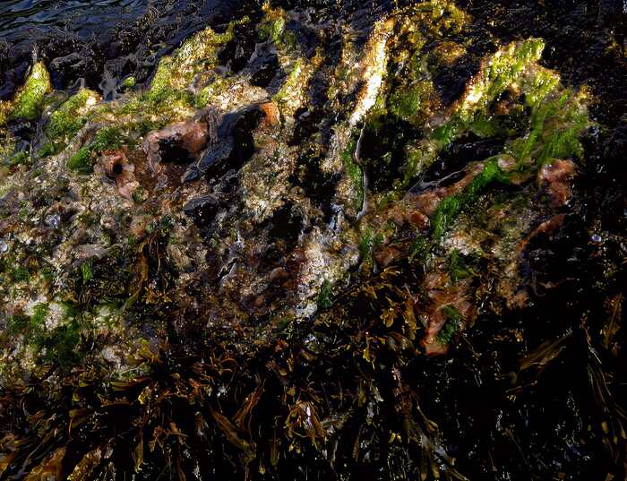 Seaweed Depths, 2010, photograph, 16 x 16 in. / 40.64 x 40.64 cm.