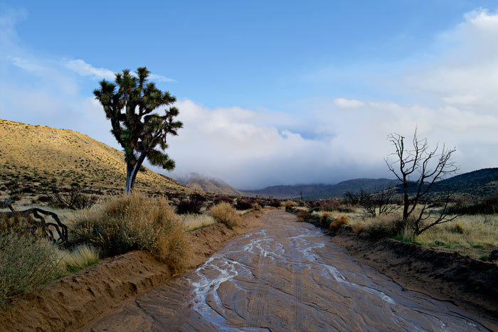 Muddy Day in the Park, 2024, photograph, 12 x 18 in. / 30.48 x 45.72 cm.
