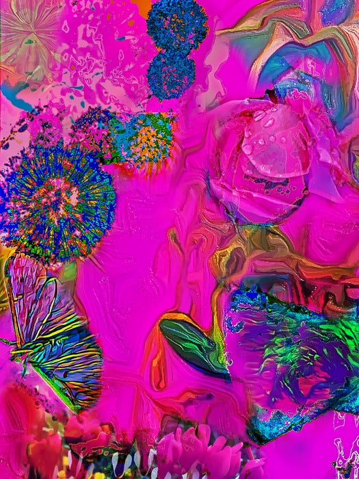 Pink Dandies, 2023, photography, 18 x 24 in. / 45.72 x 60.96 cm.