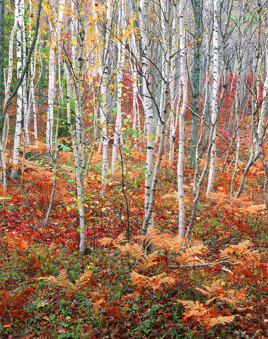 Ferns and Birches, 2016, digitized color transparency, 18 x 14 in. / 45.72 x 35.56 cm.