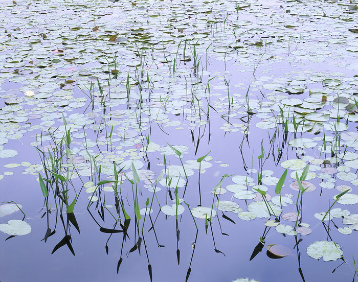 Witch Hole Pond, 2012, digitized color transparency, 16 x 20 in. / 40.64 x 50.8 cm.