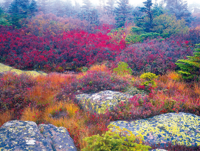 Autumn Foliage, Cadillac Mountain, Acadia National Park, 2020, archival digital print, 16 x 20 in. / 40.64 x 50.8 cm.