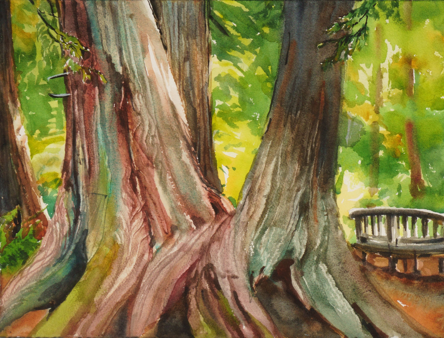 Bellevue Botanical Cedars, 2023, watercolor on paper, 11 x 15 in. / 27.94 x 38.1 cm.