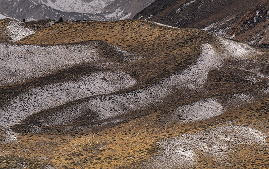 Kissed by Snow, 2022, framed photography, 21 x 30 in. / 53.34 x 76.2 cm.