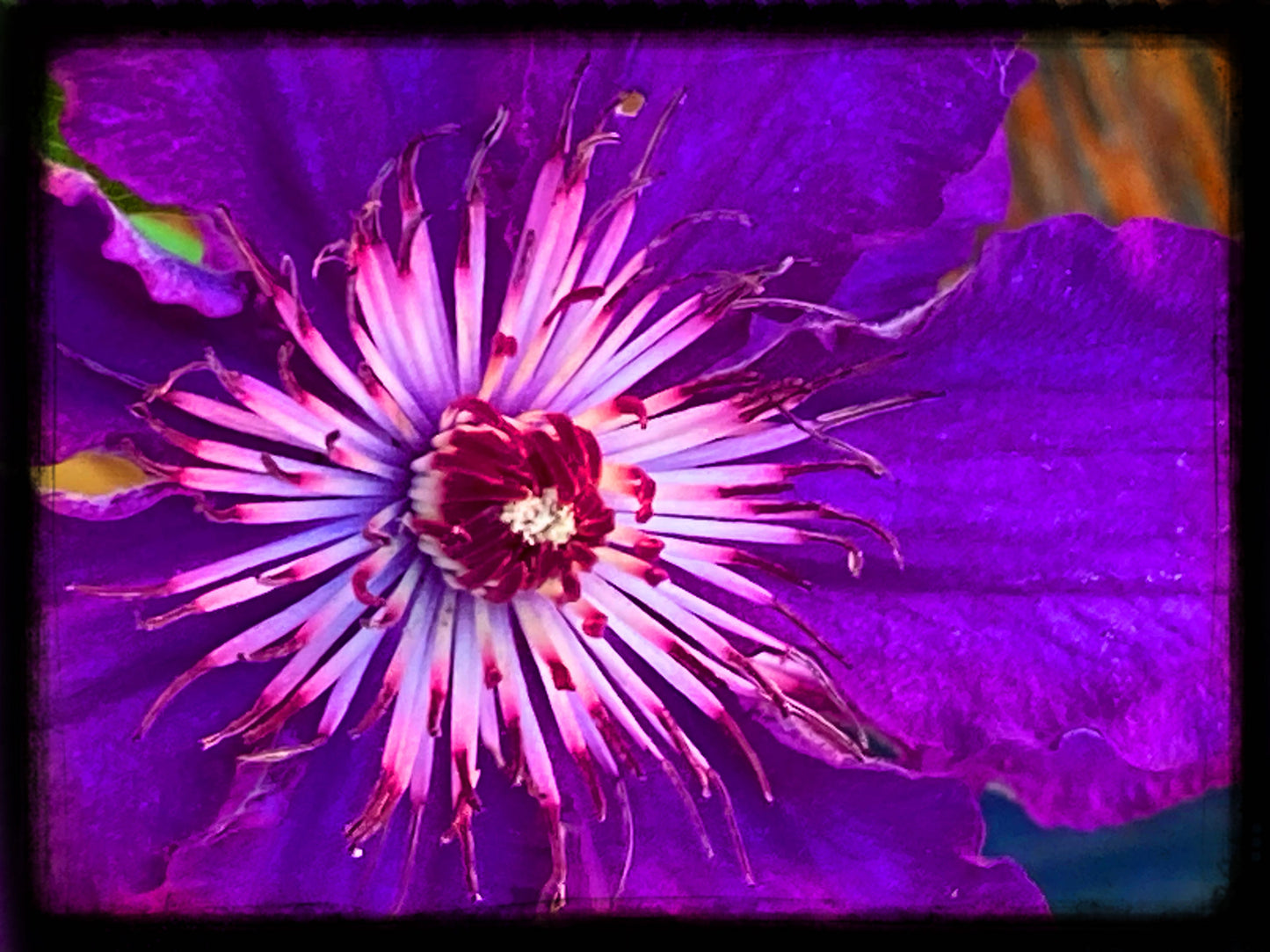 Clematis, 2025, photography, 11 x 17 in. / 27.94 x 43.18 cm.