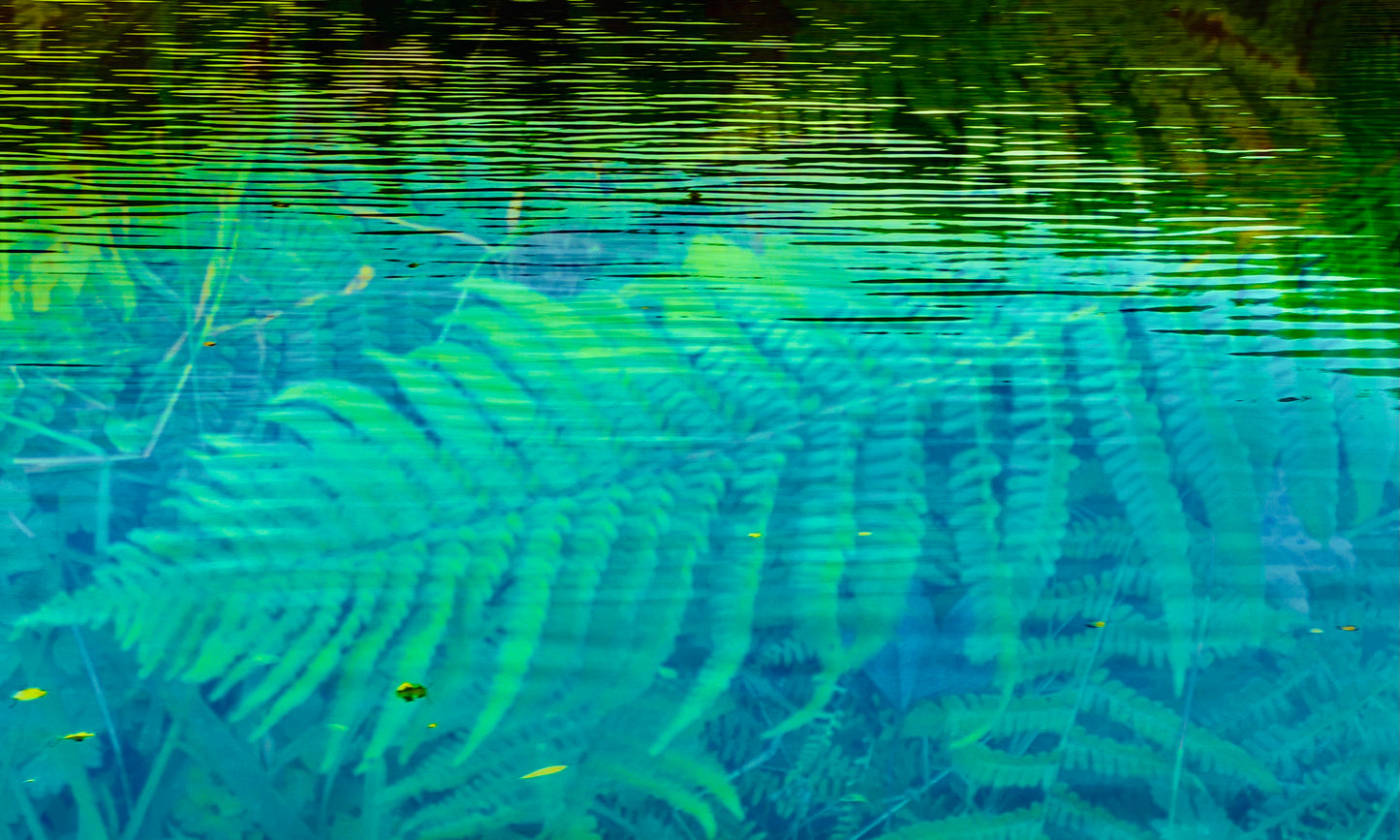 Fern Dreaming, 2025, digital photography, 75 x 45 cm. / 29.5 x 17.7 in.