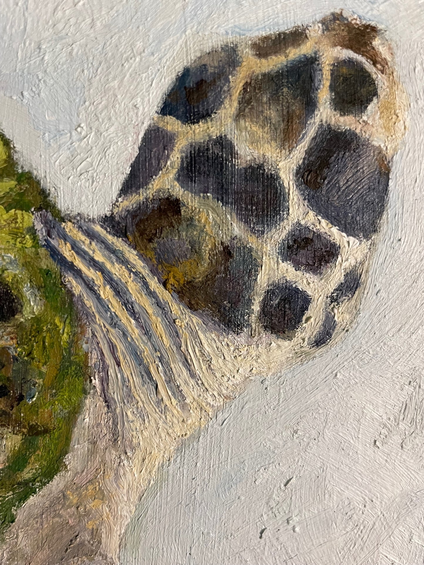 Barnacled Turtle, 2022, oil on glass in frame, 11 x 15 in. / 27.94 x 38.1 cm.