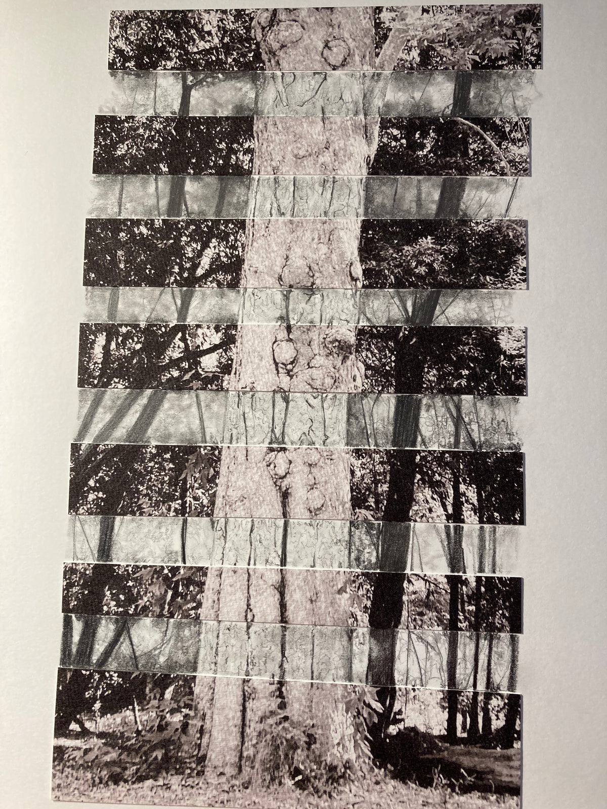 Standing Proud, 2026, graphite pencil, 14 x 11 in. / 35.56 x 27.94 cm.