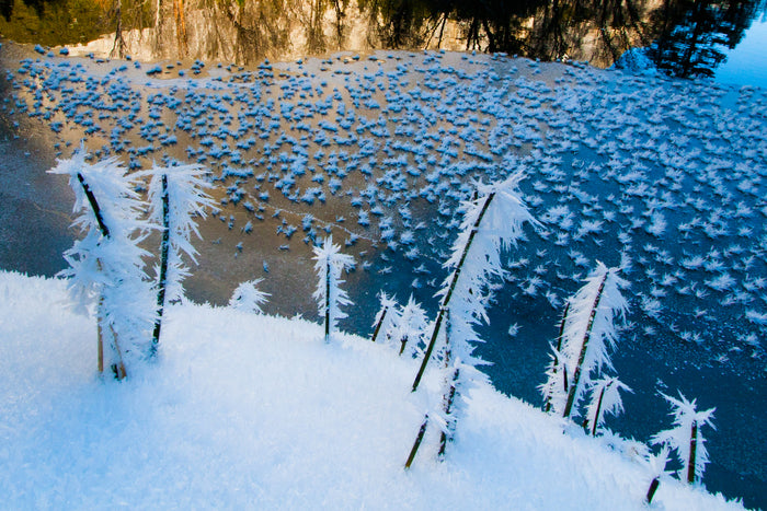 Ice Trees and Stars, 2013, photograph, 12 x 18 in. / 30.48 x 45.72 cm.