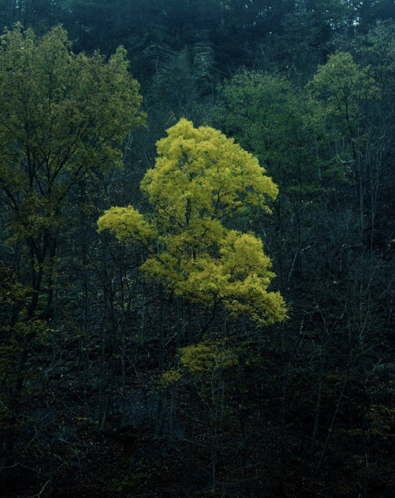 Ithaca, 2023, 35mm film, 10 x 8 in. / 25.4 x 20.32 cm.