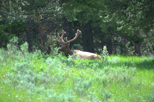 King of the Meadow, 2022, photography, 16 x 20 in. / 40.64 x 50.8 cm.
