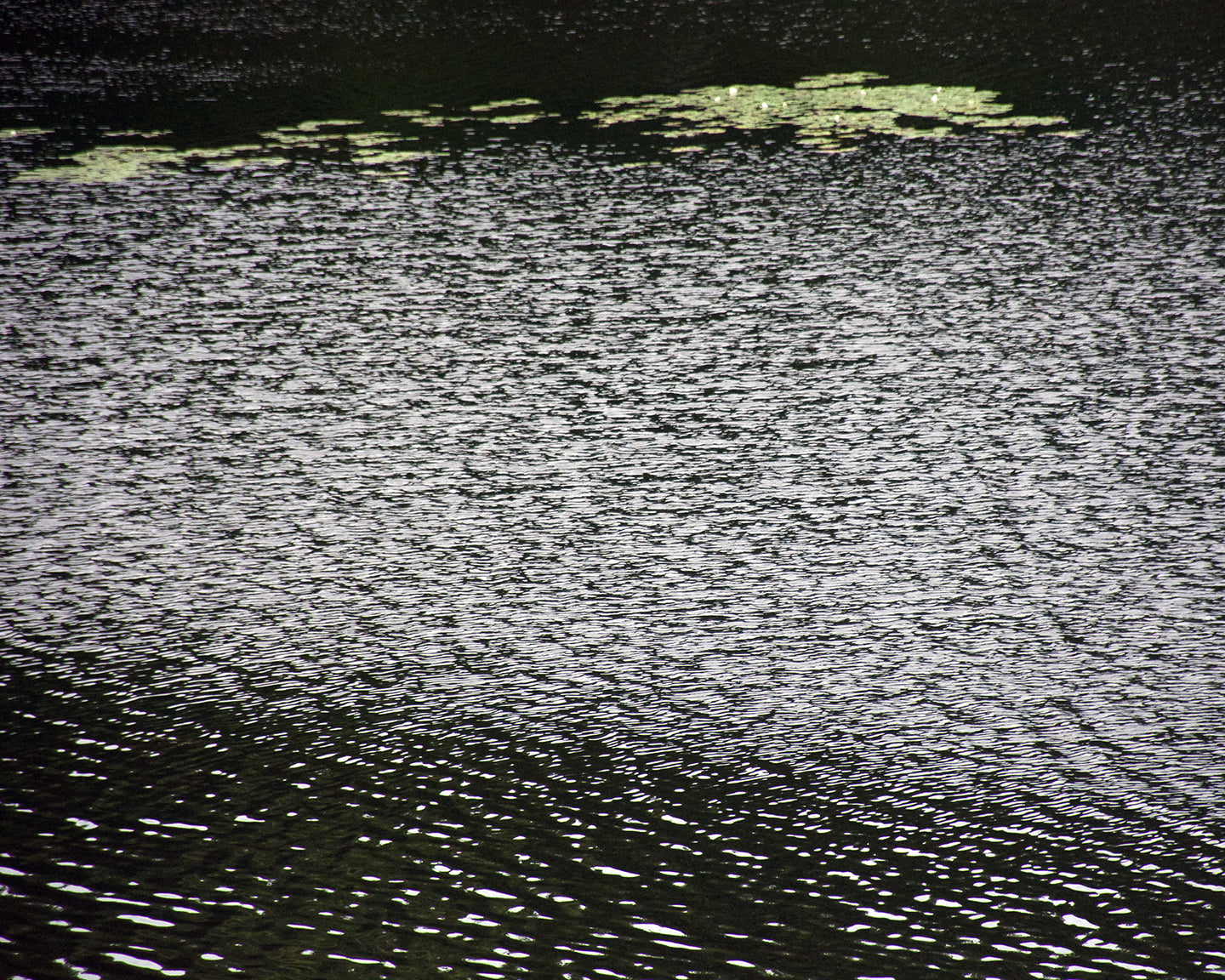 Lily Pads, 2018, photography, 20 x 25 in. / 50.8 x 63.5 cm.