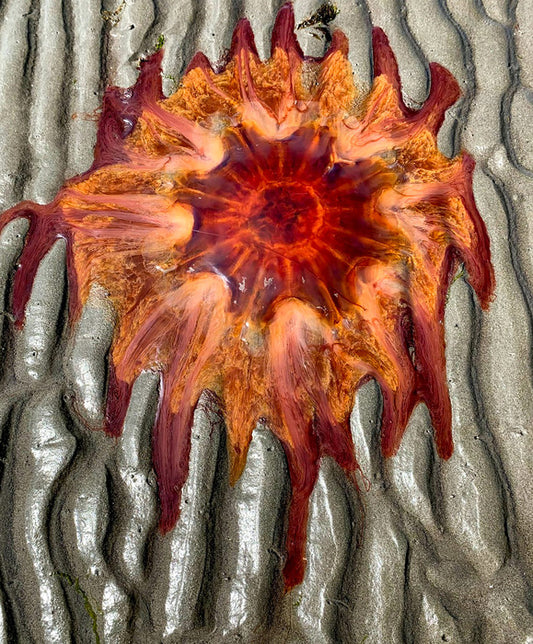Melting Lion's Mane Jellyfish, 2020, photography, 10 x 12 in. / 25.4 x 30.48 cm.