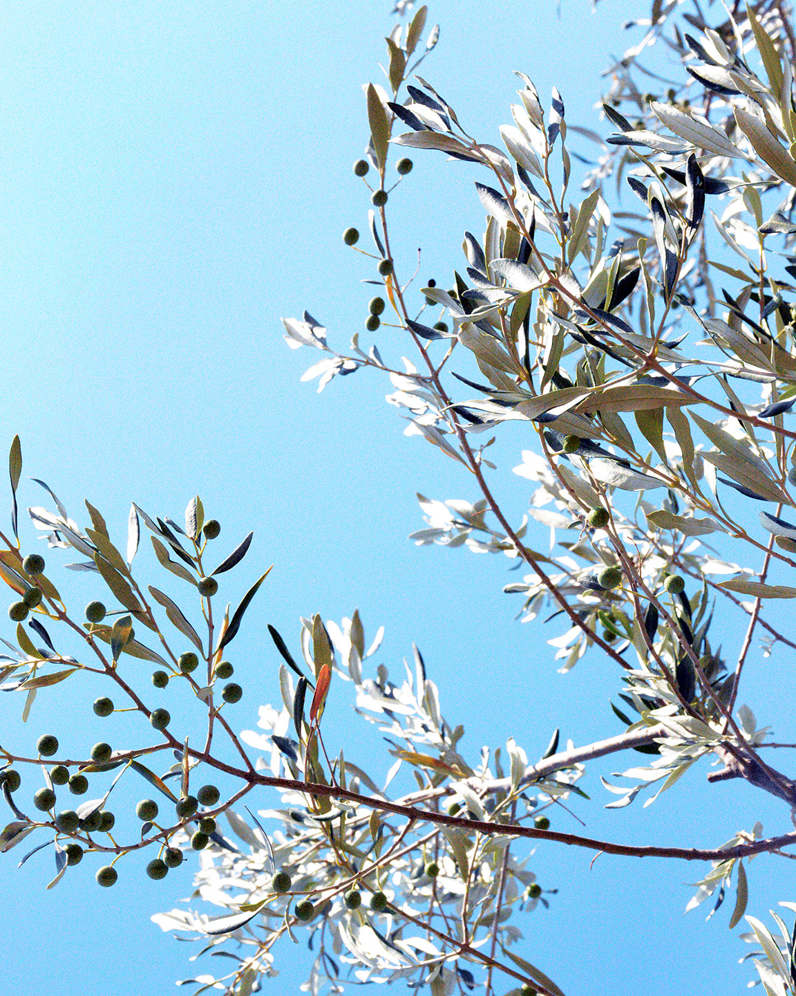 Olive Tree, 2018, photography, 40 x 30 in. / 101.6 x 76.2 cm.