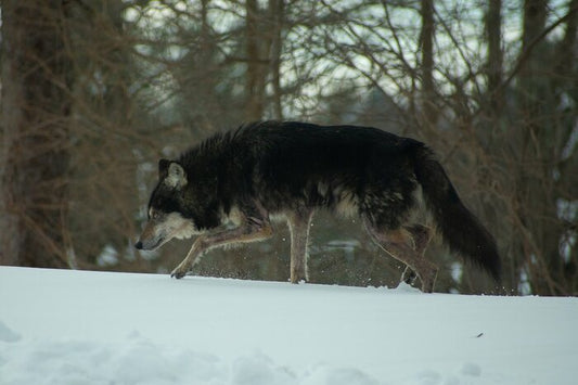 On the Hunt, 2022, photograph, 16 x 20 in. / 40.64 x 50.8 cm.
