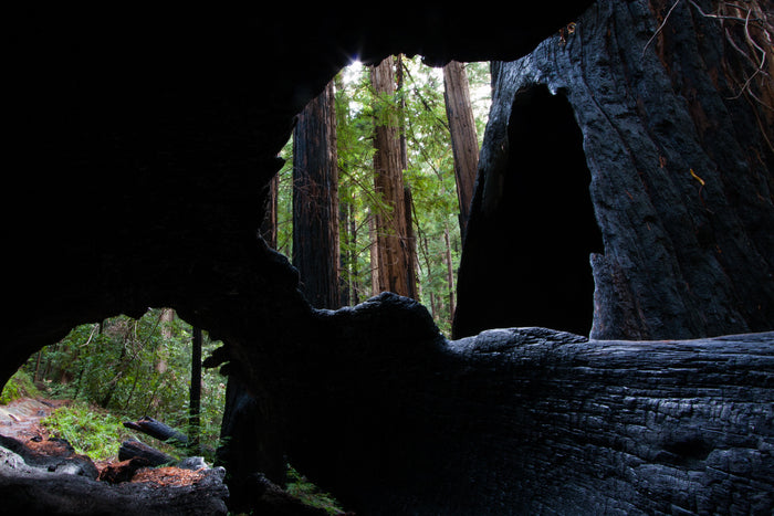 Redwood Arches and Fire Scars, 2011, photograph, 12 x 18 in. / 30.48 x 45.72 cm.