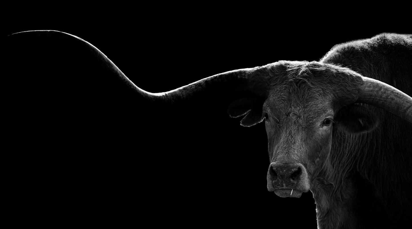 Larry the Longhorn, 2024, photography, 18 x 32 in. / 45.72 x 81.28 cm.