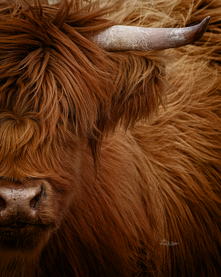 Half Highland, 2021, photography, 12 x 15 in. / 30.48 x 38.1 cm.