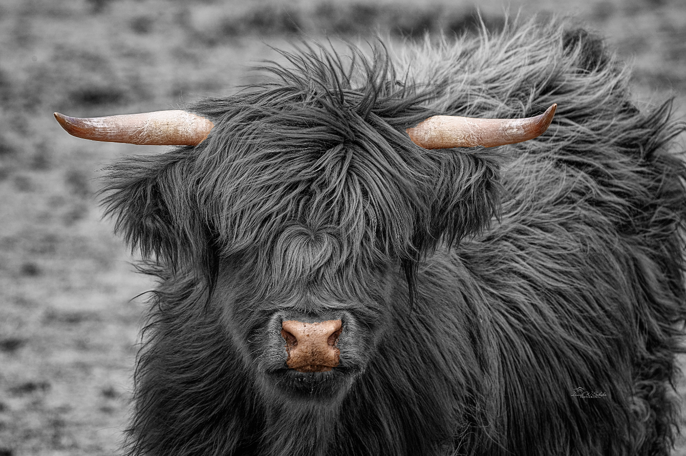 Highland Highlights, 2021, photography, 12 x 18 in. / 30.48 x 45.72 cm.