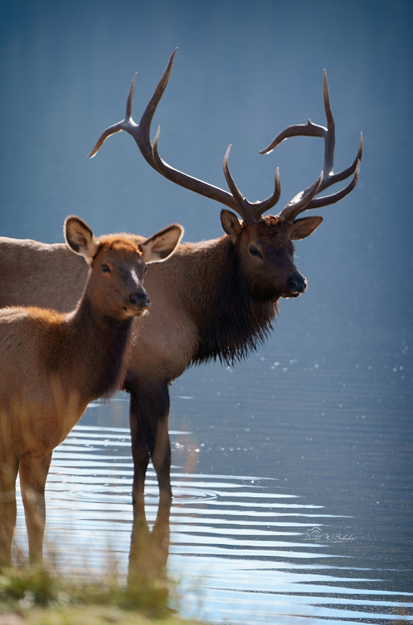 Elk Pair, 2022, photography, 12 x 18 in. / 30.48 x 45.72 cm.