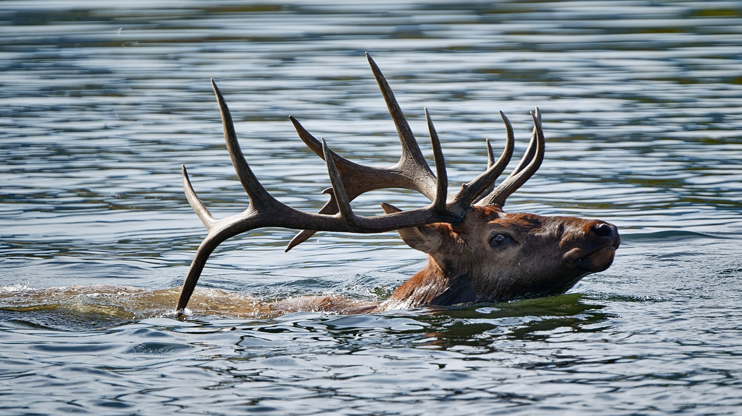 Keeping Head Above Water, 2022, photography, 9 x 16 in. / 22.86 x 40.64 cm.