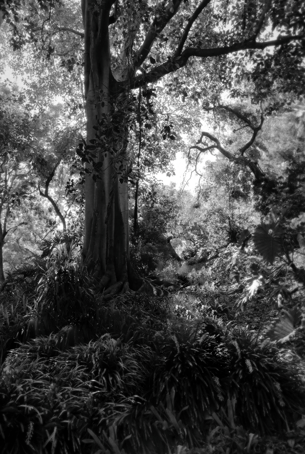 Legends of the Expedition, 2024, photography, 11 x 14 in. / 27.94 x 35.56 cm.