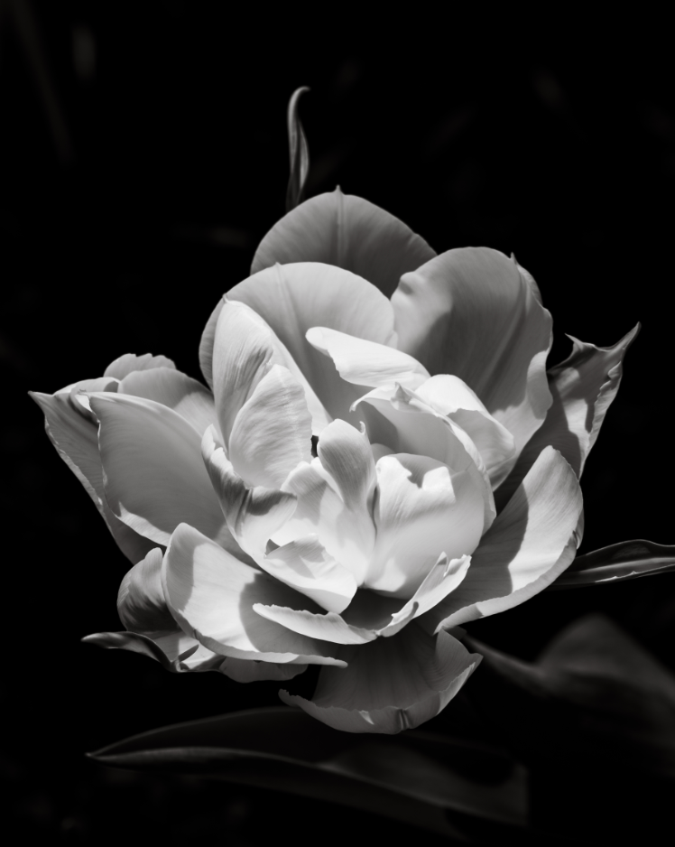 Double Tulip, 2020, photography, 24 x 30 in. / 60.96 x 76.2 cm.
