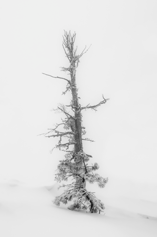 Bryce Tree 01, 2020, photography, 18 x 27 in. / 45.72 x 68.58 cm.