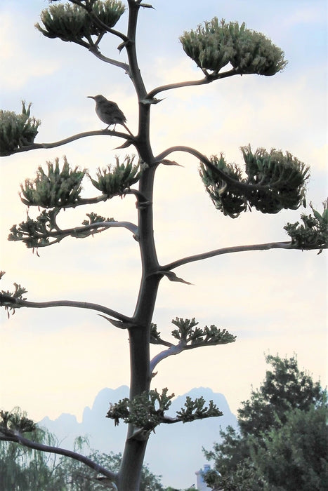 Sentinel, 2022, photograph, 18 x 12 in. / 45.72 x 30.48 cm.