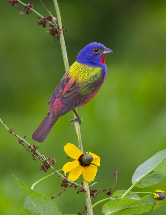 Summer Rainbow, 2019, photography, 14 x 11 in. / 35.56 x 27.94 cm.