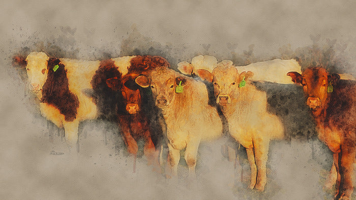 Sun-Kissed Steers, 2020, photography, 9 x 16 in. / 22.86 x 40.64 cm.