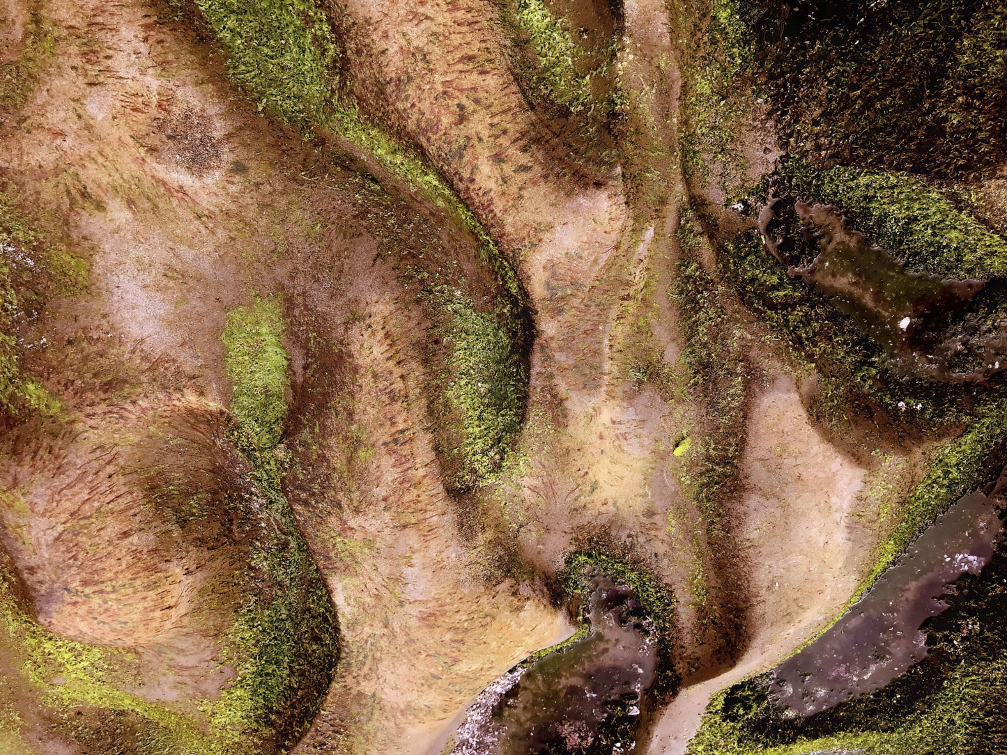 Tide Pool Mosaic, 2020, photography, 11 x 14 in. / 27.94 x 35.56 cm.