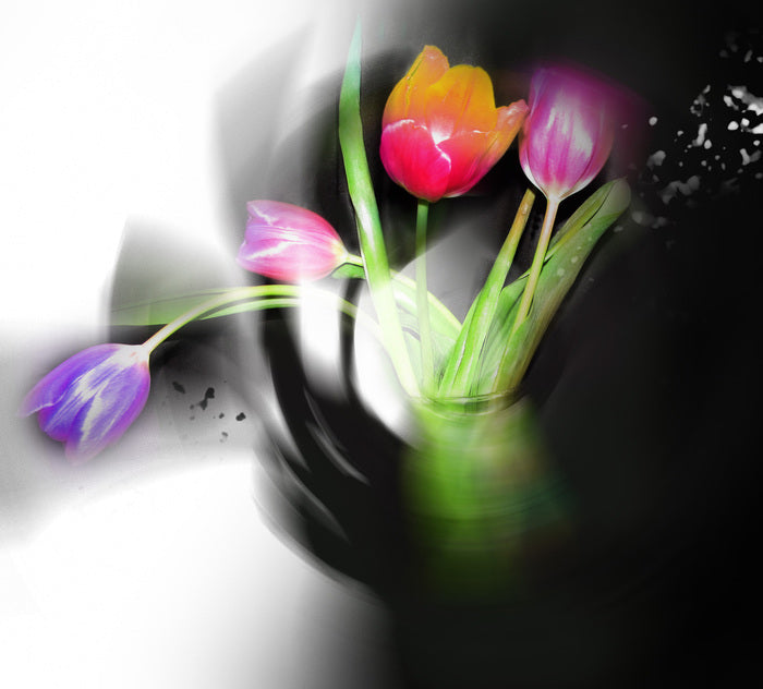 Tulip Silhouettes, 2024, digital media, 11 x 12 in. / 27.94 x 30.48 cm.