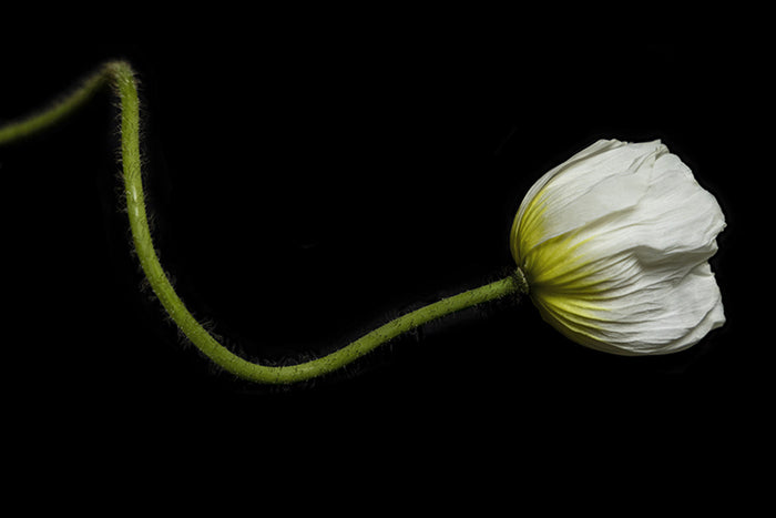 Tulip, 2021, digital pigment print, 20 x 24 in. / 50.8 x 60.96 cm.