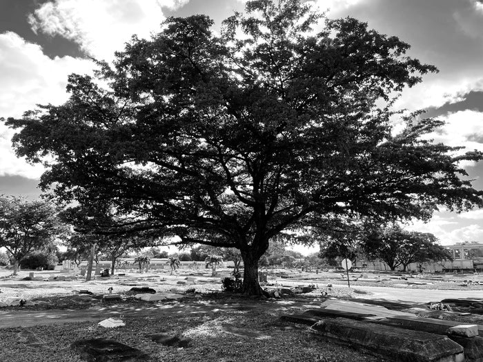 Westfield Tree, 2022, photography, 14 x 11 in. / 35.56 x 27.94 cm.